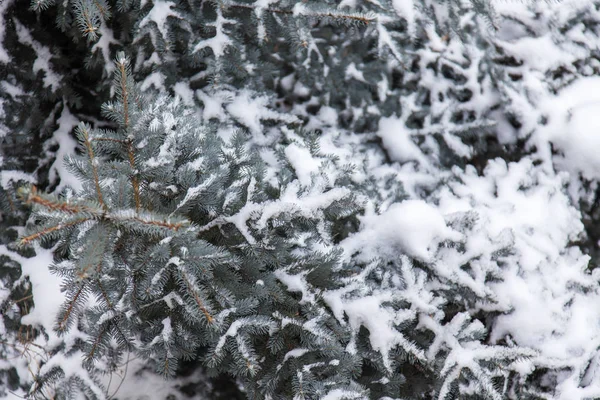 公园里一棵蓝色装饰冷杉树的白雪覆盖的树枝 — 图库照片