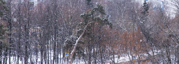 Pushkino, Rusko, 16 listopadu 2016. Zimní městské pohled. Stromy na pozadí městské architektury — Stock fotografie