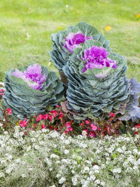 Bir yatakta Şehir Parkı içinde dekoratif lahana