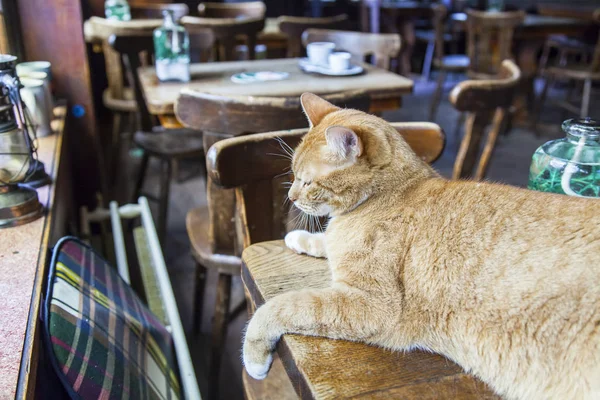 Utrecht, Niederlande, am 30. März 2016. die große rote Katze schläft auf einem Tisch im gemütlichen Café in Abwesenheit von Besuchern — Stockfoto