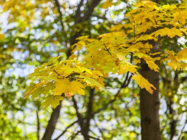 Árboles de otoño en el parque — Foto de Stock