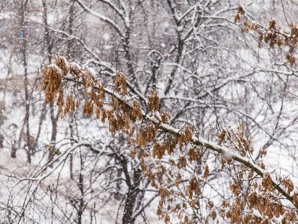 Pintorescos árboles cubiertos de nieve en el parque de invierno —  Fotos de Stock