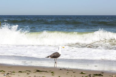 Deniz sörf. Suya yakın bir martı
