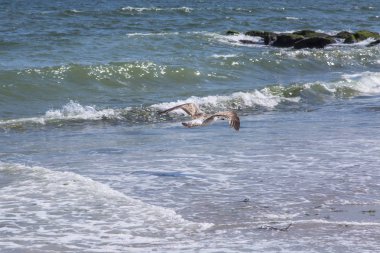 Deniz sörf. Martı dalgalar üzerinde uçar