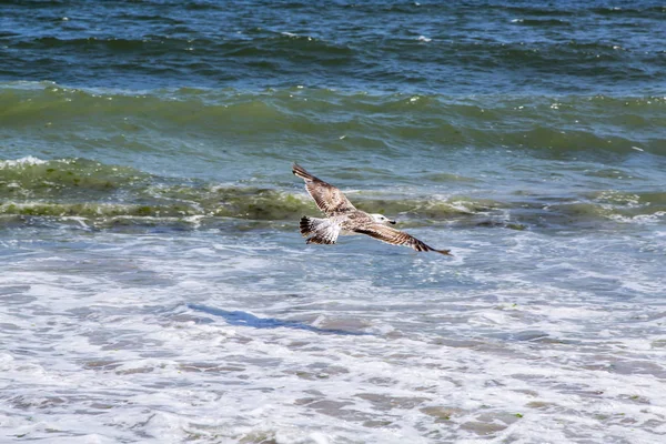 Branding van de zee. De meeuw vliegt over de golven — Stockfoto