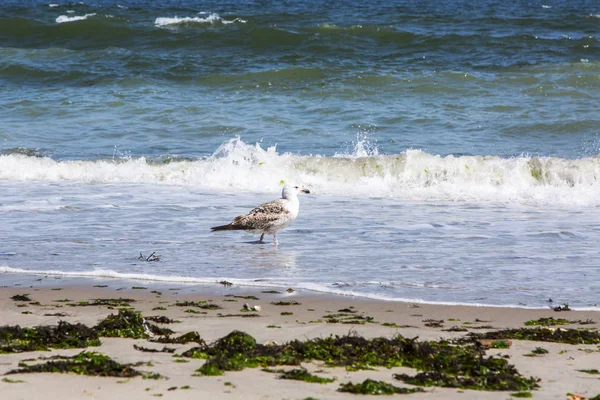 Sea surf. Mewa w pobliżu wody — Zdjęcie stockowe