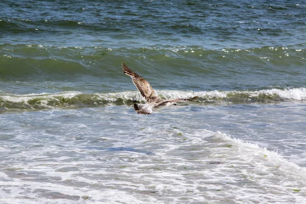 海の波。波の上を飛ぶカモメ、 — ストック写真