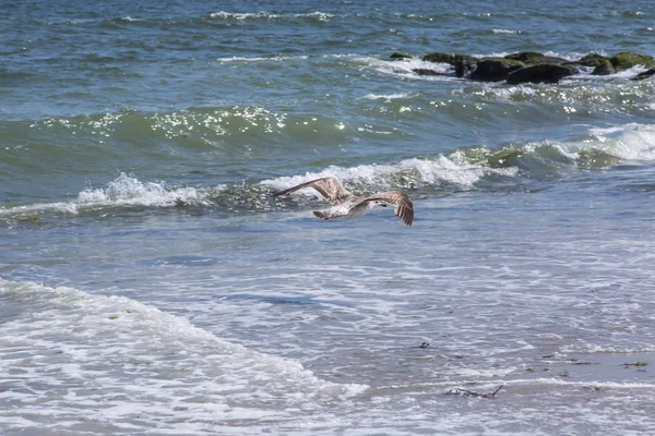 Mare surf. Il gabbiano vola sopra le onde — Foto Stock
