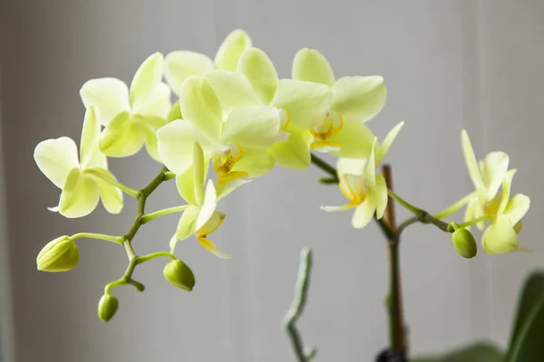 Orchidée de chambre fine — Photo