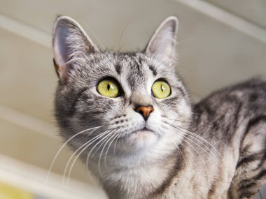 Bir pencere yakınında Gri kedi