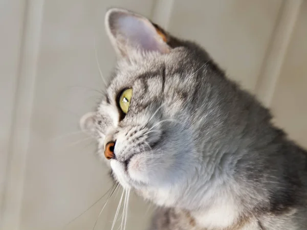 Den vackra grå katten ser ut runt själv — Stockfoto