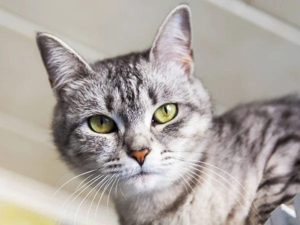 Die schöne graue Katze schaut sich um — Stockfoto