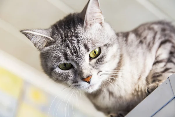 Die schöne graue Katze schaut sich um — Stockfoto