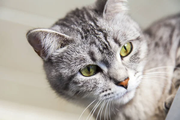 Grijze kat in de buurt van een venster — Stockfoto