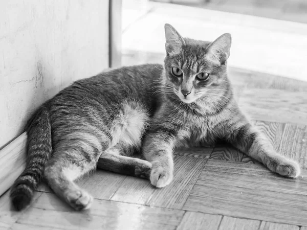 De grijze fluffy kat ligt op een houten vloer — Stockfoto