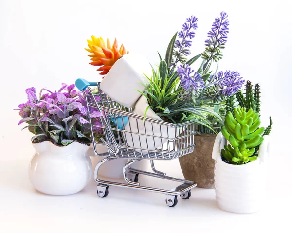 Köp av rummet prydnadsväxter — Stockfoto