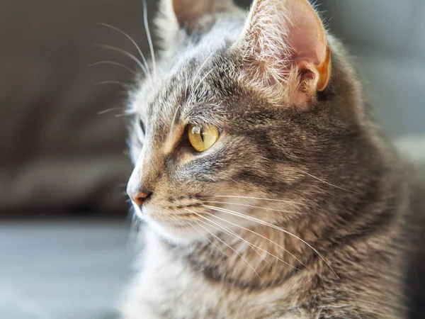 O belo gato cinza olha em volta de si mesma — Fotografia de Stock