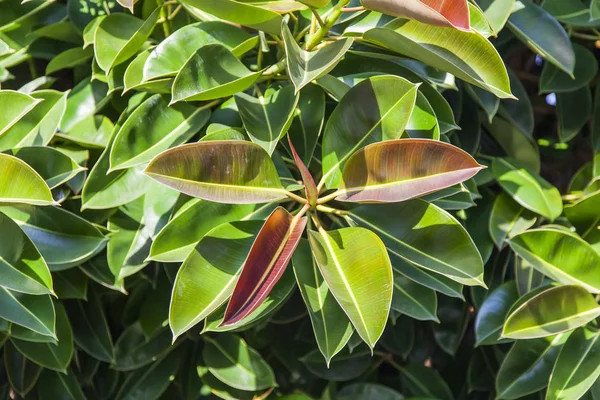 Las hojas pintorescas de la magnolia — Foto de Stock