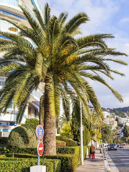 高如诗如画的棕榈树生长在南方城市的街道上 — 图库照片