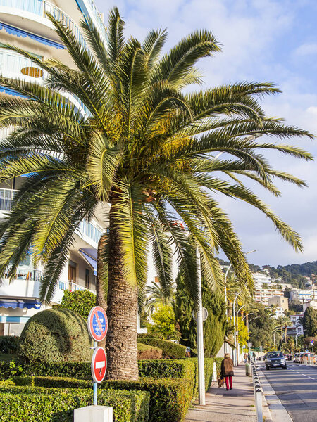  The high picturesque palm tree grows on the street of the southern city