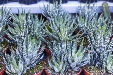  Kaktüsler üzerinde gösterisi penceresinde çiçekçi dükkanı çeşitli sınıflar