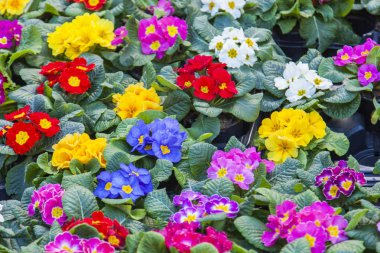 Kent parkta bir yatakta çiçek açması begonias