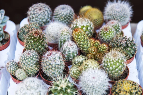 Kakteen verschiedener Sorten auf einem Schaufenster im Blumenladen — Stockfoto