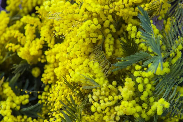 Branches du mimosa en fleurs — Photo