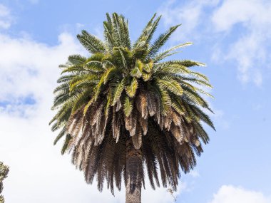 Güney şehrinsokakta güzel pitoresk palmiye ağaçları