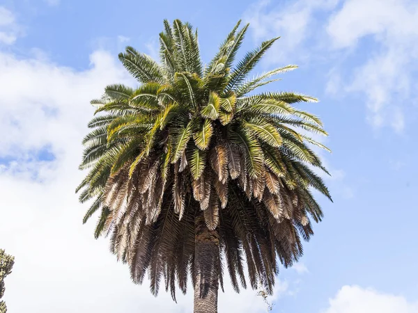 Güney şehrinsokakta güzel pitoresk palmiye ağaçları