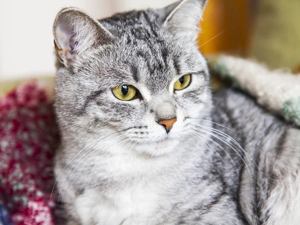 La hermosa gata gris yace en un sofá y mira a su alrededor. —  Fotos de Stock