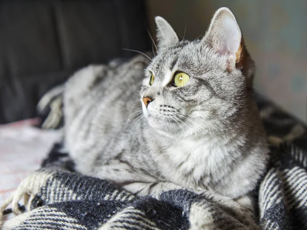 De mooie grijze kat ligt op een bank en kijkt rond zichzelf — Stockfoto