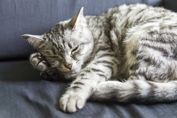 La hermosa gata gris duerme en el sofá — Foto de Stock