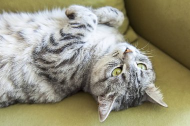 Güzel Gri kedi Kanepede uyur