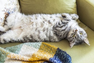 Güzel Gri kedi Kanepede uyur