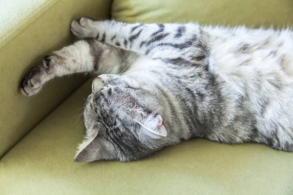 Güzel Gri kedi Kanepede uyur