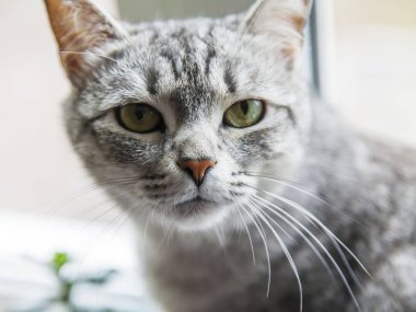 Güzel Gri kedi kendini görünüyor