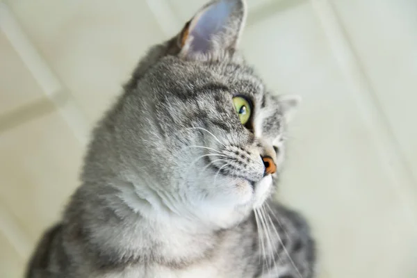 Den vackra grå katten ser ut runt själv — Stockfoto