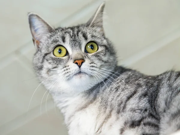 The beautiful gray cat looks around herself — Stock Photo, Image