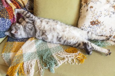 Güzel Gri kedi Kanepede uyur