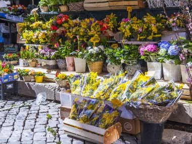 Roma, İtalya, 5 Şubat 2017. Çeşitli dekoratif çiçek şehrin sokak üzerinde satılmaktadır