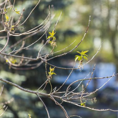 Genç yapraklar üzerinde bir ağaç dalı bahar