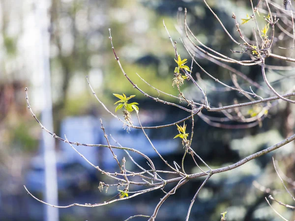 Jeune feuillage sur une branche d'arbre au printemps — Photo