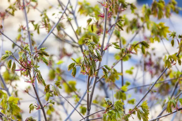 Jeune feuillage sur une branche d'arbre au printemps — Photo