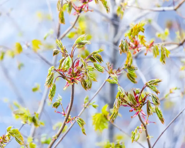 Jeune feuillage sur une branche d'arbre au printemps — Photo