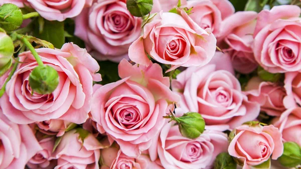 Bouquet of beautiful pink roses — Stock Photo, Image