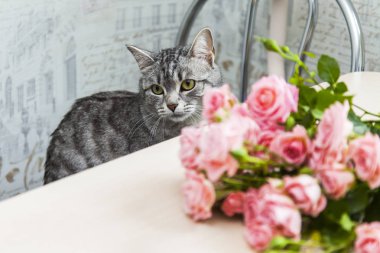 Pembe gül buketi güzel gri tüylü kedi görünüyor