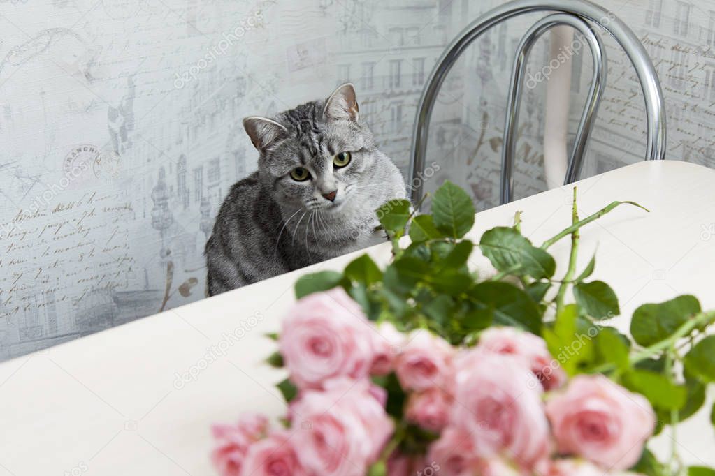 The beautiful gray fluffy cat looks at a bouquet of pink roses
