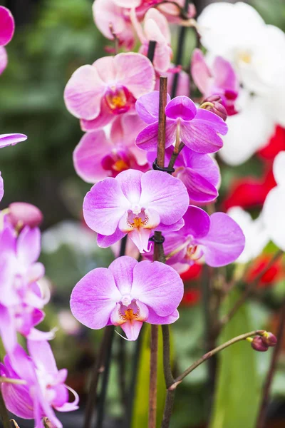 Букет красивой гибридной орхидеи — стоковое фото