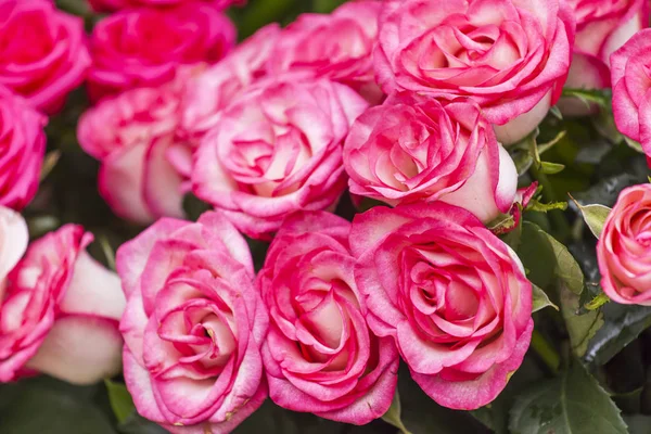 Bouquet of fine roses — Stock Photo, Image